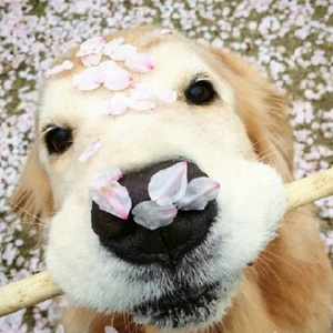 小舞吃巴雷特在线观看
